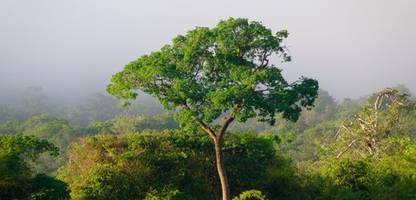 Klimawandel lässt die Bäume im Amazonas immer größer werden