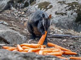 Tiere: Ein Mini-Känguru hüpft durch Berlin