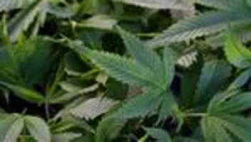 Bund lehnt Projekt ab: Frankfurter Cannabis-Modellprojekt ausgebremst