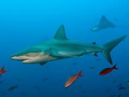 Angriff vor der Kokos-Insel: Hai attackiert Meeresbiologen in 40 Meter Tiefe