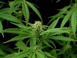 Extrakt ohne Suchtpotenzial: Cannabis hilft gegen Rückenschmerzen - ein bisschen
