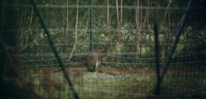 Berlin: Das verlegte Känguru