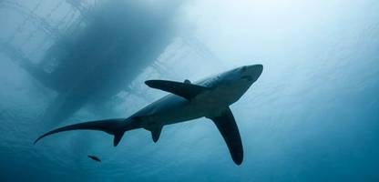 costa rica: meeresbiologe von hai nahe entlegener insel angegriffen