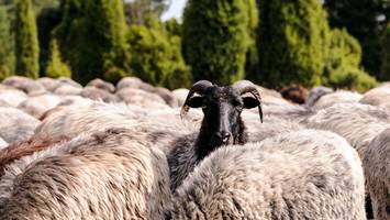 Heidschnucken: Wie das Wappentier in die Lüneburger Heide kam