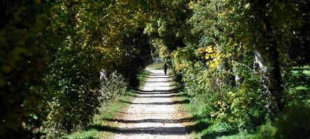 Stadträte stimmen für Waldfriedhof in Augsburg – äußern aber auch Bedenken