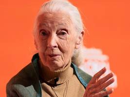 Verhaltensforschung: Schimpansen-Forscherin Jane Goodall gestorben