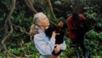 Jane Goodall: Primatenforscherin und Umweltaktivistin Jane Goodall ist tot