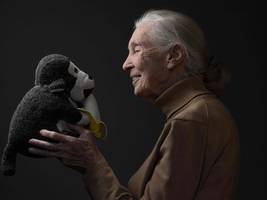 Nachruf auf Jane Goodall: Ein Leben für die Schimpansen