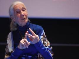 Im Alter von 91 Jahren: Primatenforscherin Jane Goodall ist gestorben