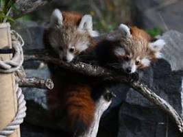 Kleine Pandas erkunden Gehege: Seltener Zwillingsnachwuchs verzaubert Zoo Hannover