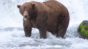 Dieser 500-Kilo-„Klotz“ ist Alaskas fettester Bär