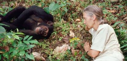 Jane Goodall: Berühmte Schimpansen-Forscherin ist tot
