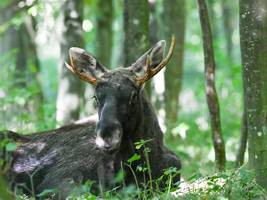 Nach Umsiedelung aus Österreich: Gestresster Elch Emil soll im Bayerischen Wald zur Ruhe kommen