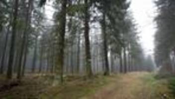 Groß angelegte Suche: 80 Jahre alte Pilzsammlerin nach Tagen im Wald gerettet