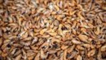 krabbenfischerei: aus dem watt aufs brötchen - ein paar krabben-fakten