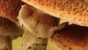 pilze sammeln: das riecht nach zoff