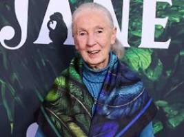 Eine Titanin. Eine Göttin: Promis trauern um Affenforscherin Jane Goodall