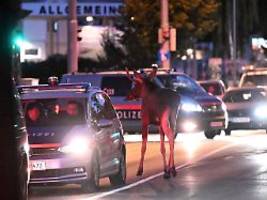 Jungtier wieder anonym unterwegs: Elch Emil soll in Bayern zur Ruhe kommen