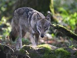 studie zu raubtier-verhalten: auch geschützte wölfe fürchten den menschen