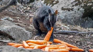 In Spandau ausgebüxt: Känguru soll wieder da sein