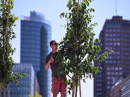 Berlin: Auch dein Freund, der Baum