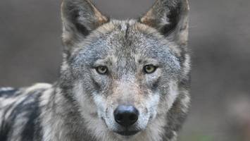 zwischenfall mit wolf in hamburg – hundebesitzerin ruft polizei