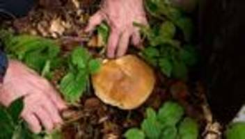 pilzesammeln im wald: von fichten-reizker bis parasol: pilzsaison in vollem gang