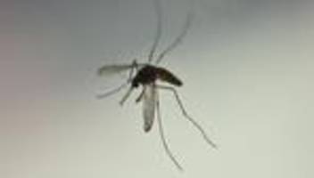 Asiatische Tigermücke: Chikungunya-Virus breitet sich in Italien aus