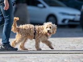 Tödlicher Vorfall in Niebüll: Hund erschreckt Seniorin, die wird daraufhin von Lkw erfasst