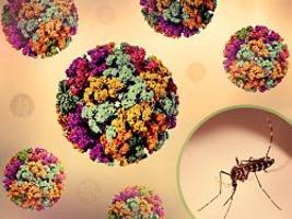 Wochenlange Gelenkschmerzen: Hunderte Fälle von Infektionen mit Chikungunya-Virus