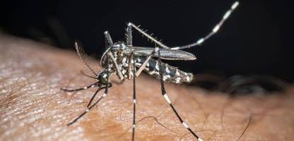 Chikungunya-Virus breitet sich in Italien weiter aus