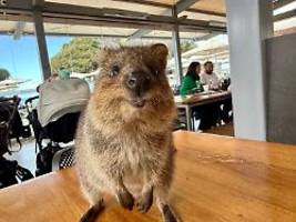 Lächeln sie wirklich?: Quokkas sind Australiens Selfie-Stars