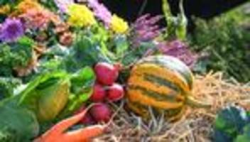 landwirtschaft: erntedankfest mit guten erträgen