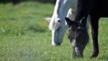 tiere: reiter bei sturz von pferd schwer verletzt