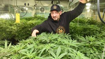 Elbe-Weed: Erster Cannabis-Club aus Pinneberg erwartet satte Ernte