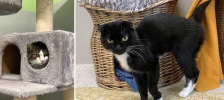 Wer gibt diesen Katzen ein neues Zuhause?