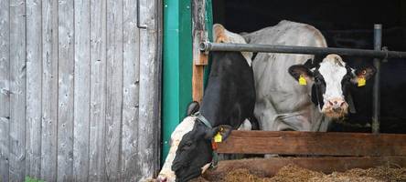 Vermisst, verendet, vertuscht: Diese Tierschutzskandale haben Bayerisch-Schwaben bewegt
