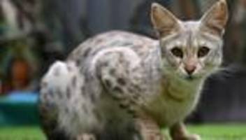 gerichtsurteil in nrw: trotz justin bieber: savannah-katze aus wohngebiet verbannt