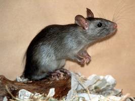 Schädlingsbekämpfung: Wie ein paar Ratten über den Atlantik flogen und dabei rote Schokoladenherzen aßen