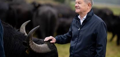 Olaf Scholz: Ex-Bundeskanzler besucht Wasserbüffelherde in Brandenburg