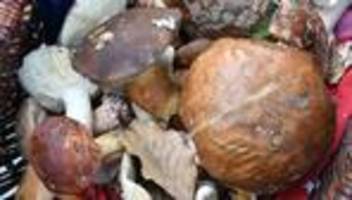 umwelt: pilzsaison in sachsen verläuft schleppend
