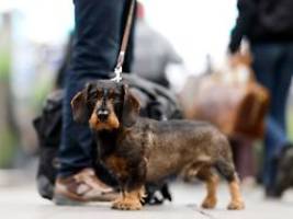 Auch Preise für Futter gestiegen: Kommunen kassieren so viel Hundesteuer wie noch nie