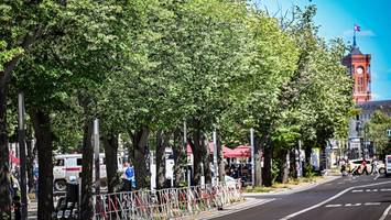 kampf um grünflächen: initiative baumentscheid senkt kosten drastisch