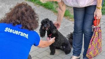 die hunde-detektive kommen: wenn herrchen keine steuern zahlt