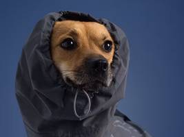 tiermode: warum nur china, adidas?