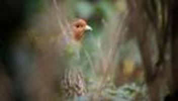 Artenschutz: Rebhuhn zum Vogel des Jahres gewählt