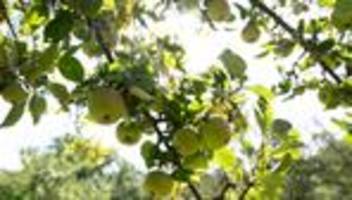 landwirtschaft: bauern in rheinland-pfalz ernten deutlich mehr obst