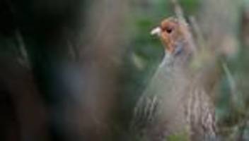 Tiere: Vogel des Jahres: Rebhuhn in Sachsen kurz vor dem Aussterben