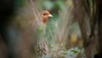 tiere: vogel des jahres: rebhuhn ist in thüringen gefährdet