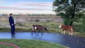 tiere wieder eingefangen: kälber auf der flucht